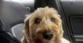 Friendly male Cockapoo needs a new home