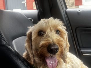 Friendly male Cockapoo needs a new home