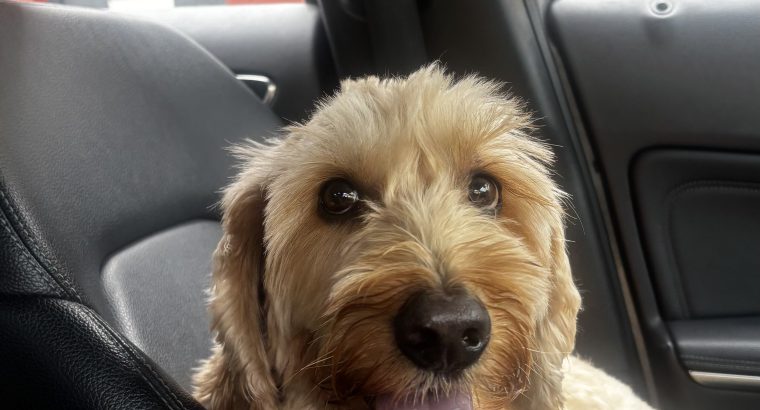 Friendly male Cockapoo needs a new home