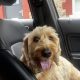 Friendly male Cockapoo needs a new home