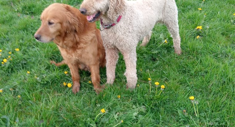 Goldendoodles
