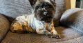 Cairn terrier