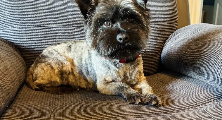 Cairn terrier