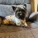 Cairn terrier