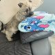 Cairn terrier