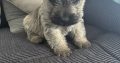 Cairn terrier