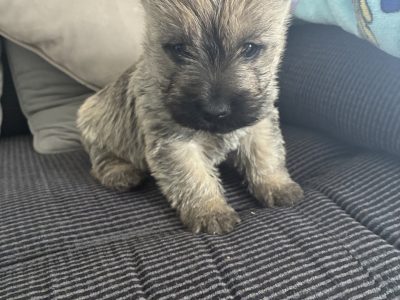 Cairn terrier