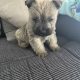 Cairn terrier