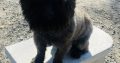 Cairn terrier