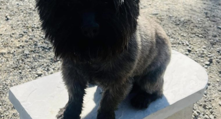 Cairn terrier