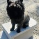 Cairn terrier