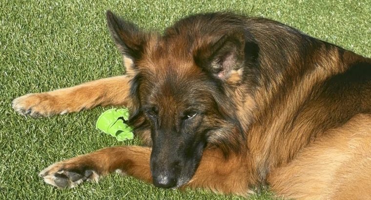 German Shepard female dog