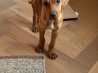 Vizsla