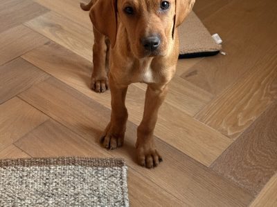 Vizsla