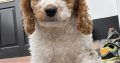 Beautiful Rare Cavapoochon Puppies