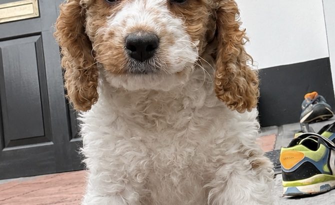 Beautiful Rare Cavapoochon Puppies