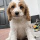 Beautiful Rare Cavapoochon Puppies