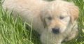 Golden Retriever Puppy