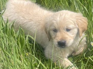Golden Retriever Puppy