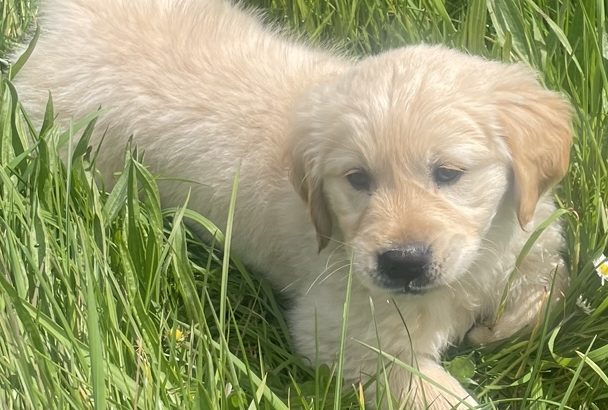 Golden Retriever Puppy
