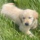 Golden Retriever Puppy