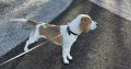 Friendly & Energetic Neutered Male Beagle (Dublin)