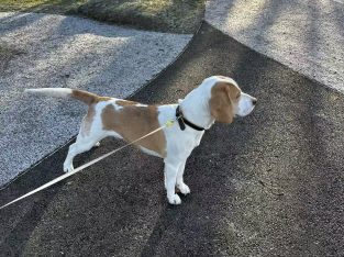 Friendly & Energetic Neutered Male Beagle (Dublin)