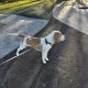 Friendly & Energetic Neutered Male Beagle (Dublin)