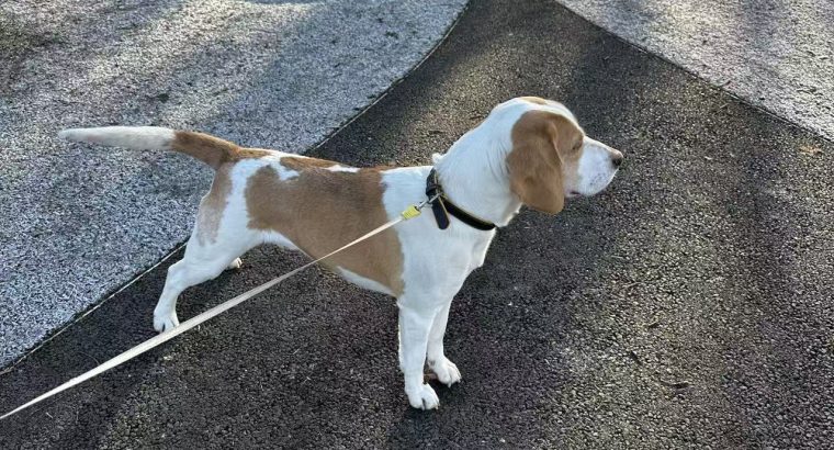 Friendly & Energetic Beagle