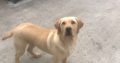 Purebred Labrador pup