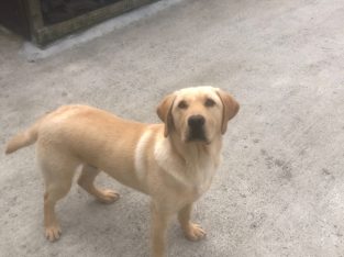 Purebred Labrador pup