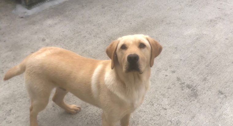 Purebred Labrador pup