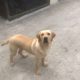 Purebred Labrador pup