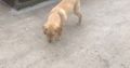 Pup for sale