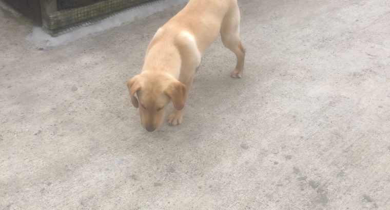 Pup for sale