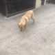 Pup for sale