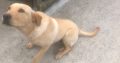 Pup for sale