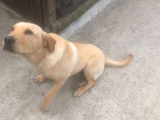 Pup for sale