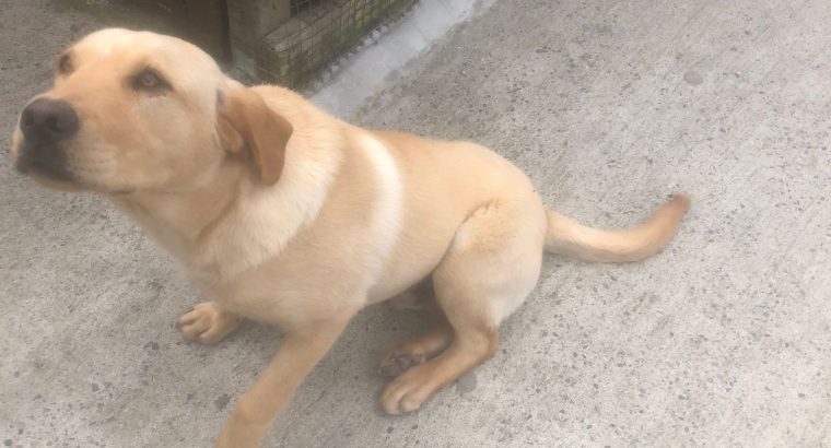 Pup for sale
