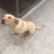Pup for sale