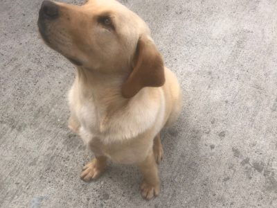 Purebred Labrador pup