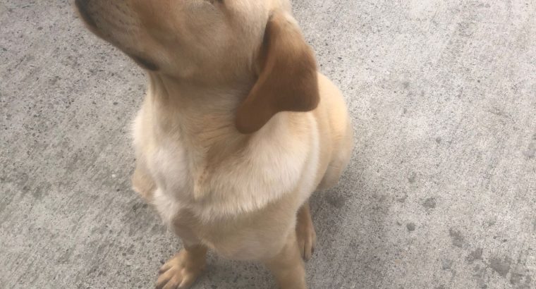 Purebred Labrador pup