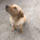Purebred Labrador pup