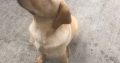 Pup for sale