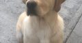 Labrador retriever (FTC IKC)