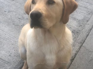 Labrador retriever (FTC IKC)