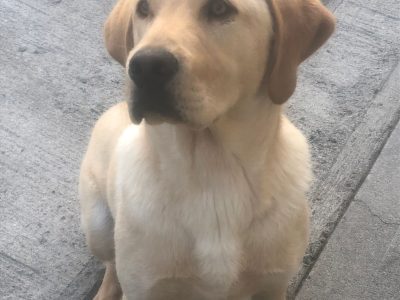 Labrador retriever (FTC IKC)