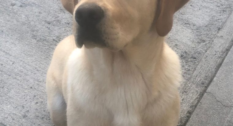 Labrador retriever (FTC IKC)