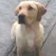 Labrador retriever (FTC IKC)