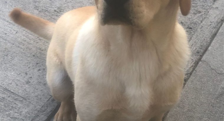 Labrador retriever (FTC IKC)